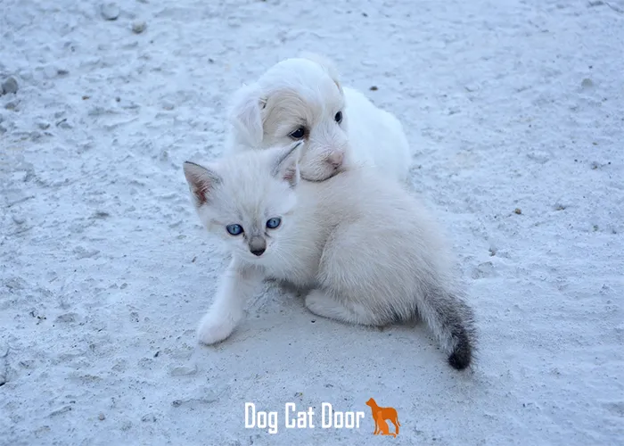 7 Best Dog and Cat Doors for Your Pets in 2026 – What You Need to Know