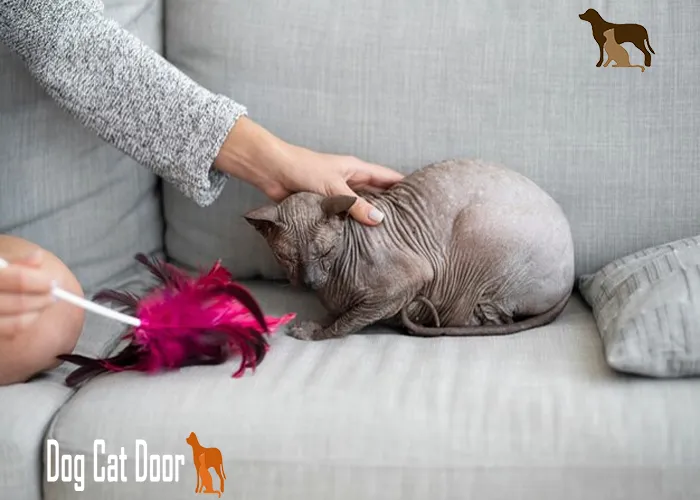 5 Best Hairless Cat Jumpers for Your Sphynx Cat’s