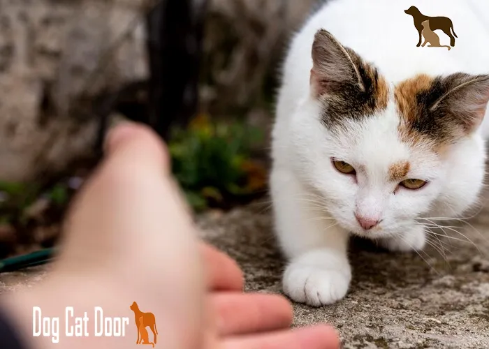 7 Clear Warning Signs When Introducing Cats