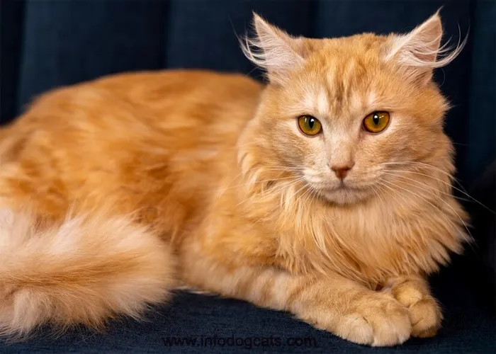 7 Amazing Facts About Maine Coon Australia Gentle Giants Down Under
