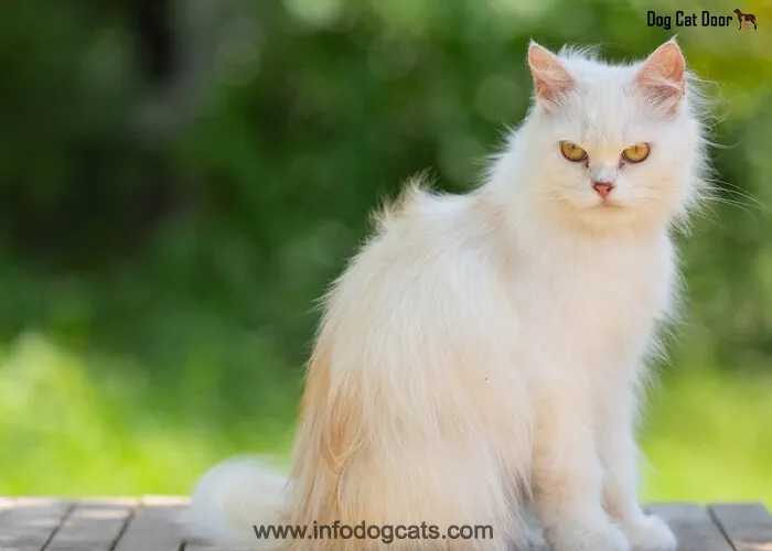 Australian Mist Cat Breed Everything You Need to Know!