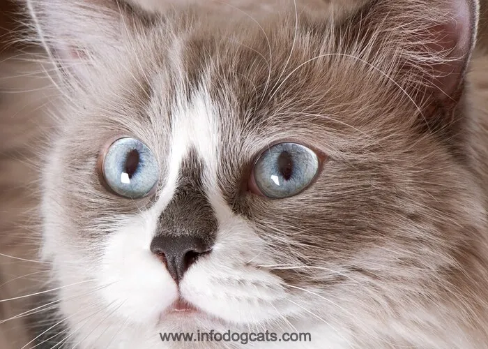 6 Fascinating Facts About Maine Coon Cat Size