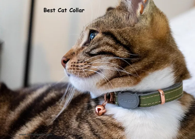 Best Cat Collar Australian Cat owner 2025