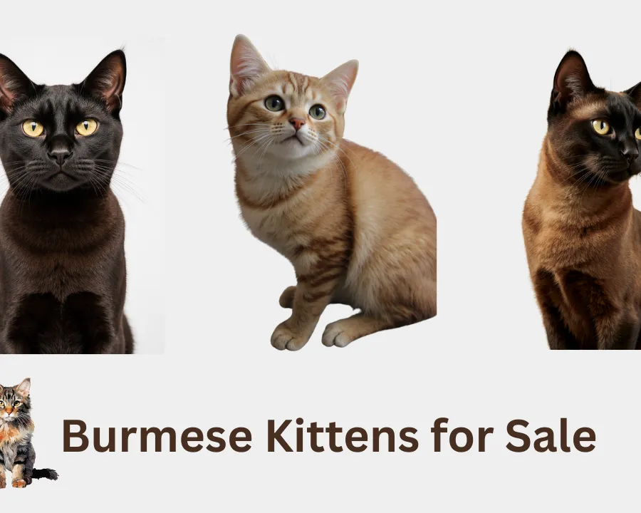 Burmese kittens for sale melbourne