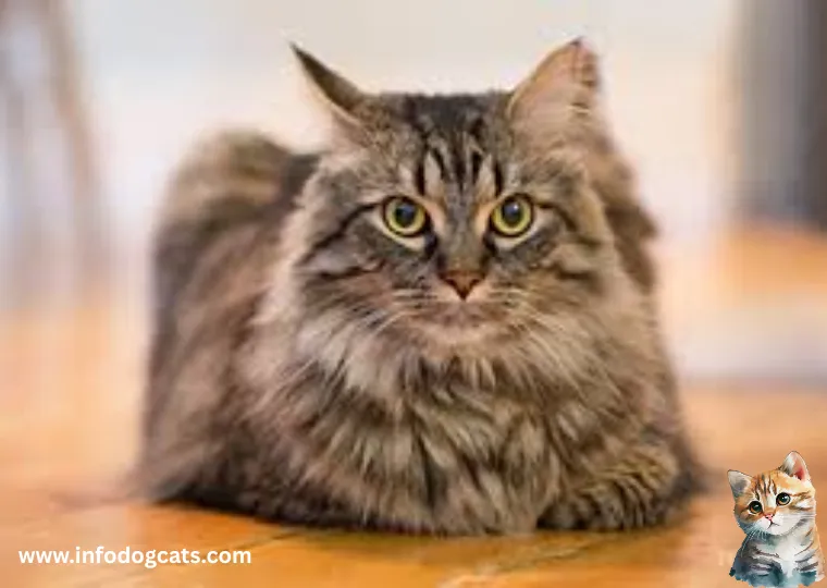 Maine Coon Cats: How to Identify Them