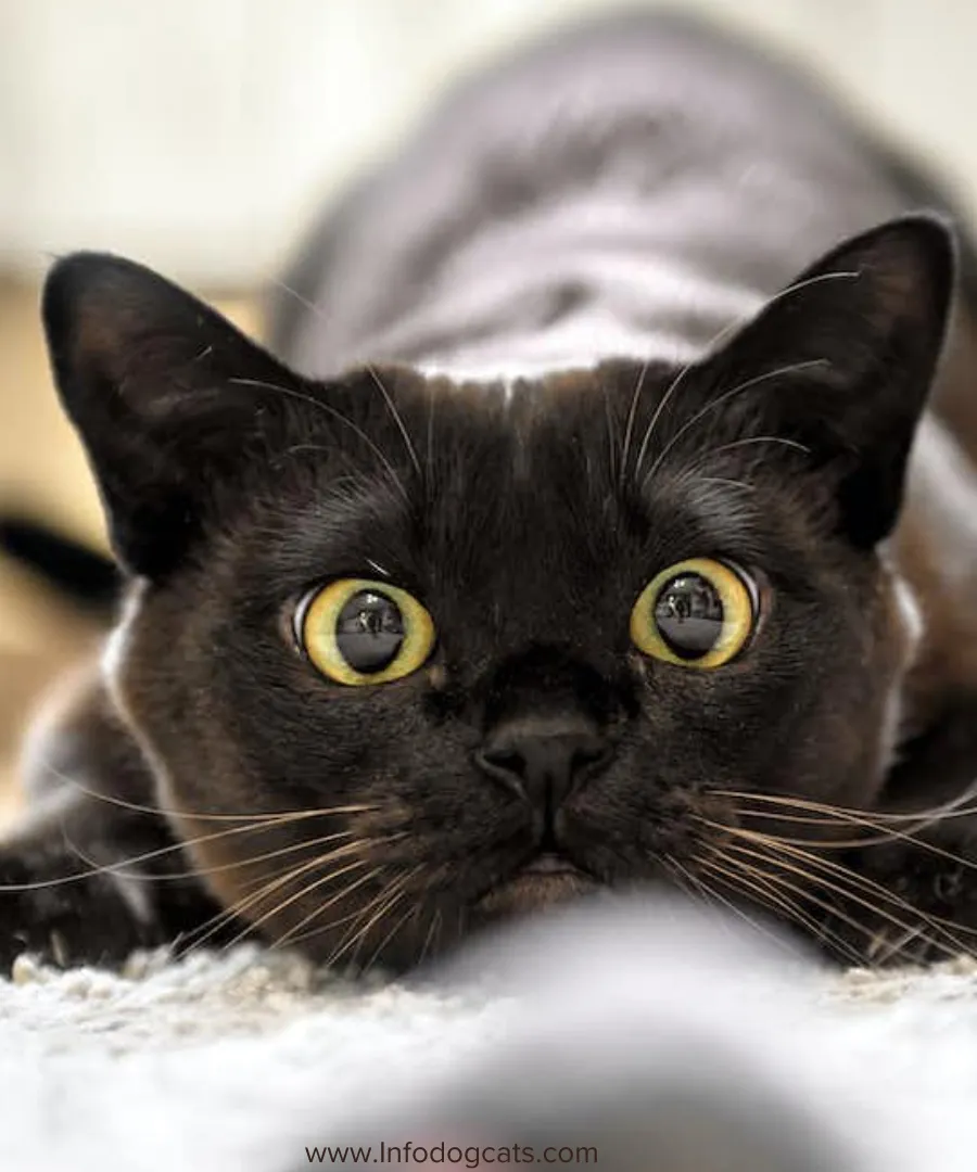 Studies Reveal the Best Ways to Bond with Your Cat