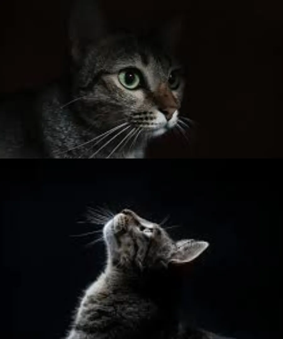 Can Cats See in the Dark? Truth About Cat Night Vision