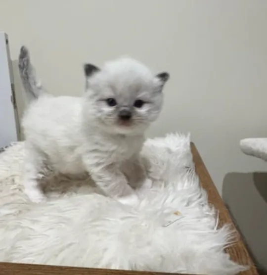 Rare Ragdoll Kittens Ready for Christmas | Melbourne VIC