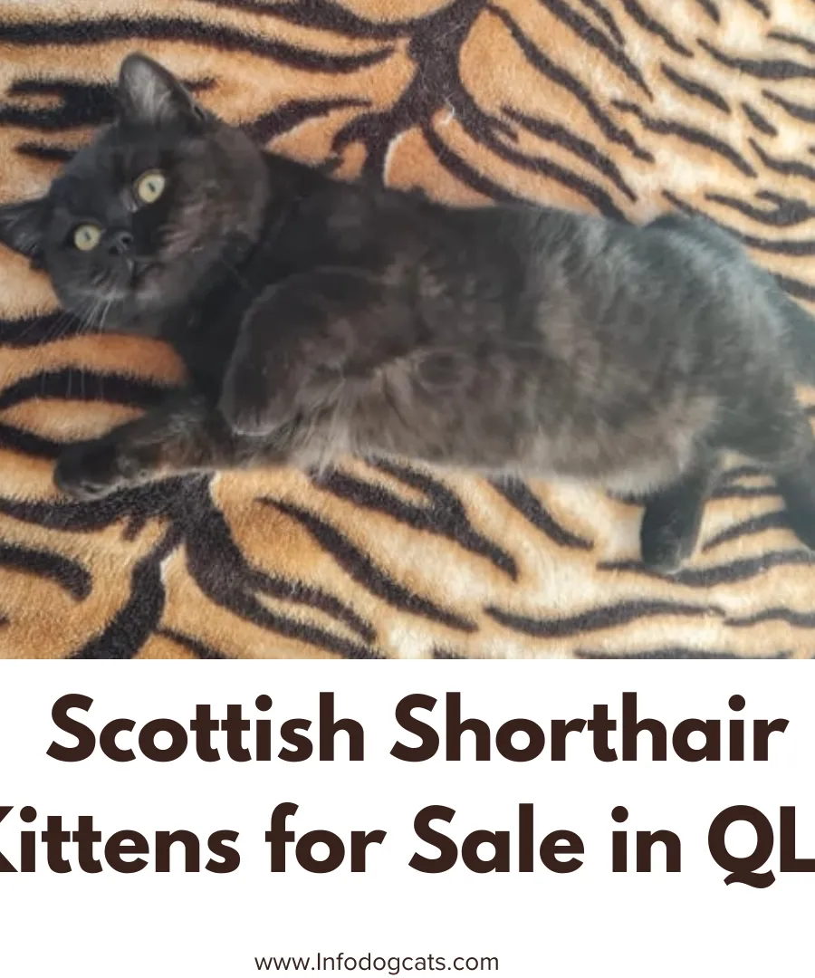 Scottish Shorthair Kittens for Sale in QLD