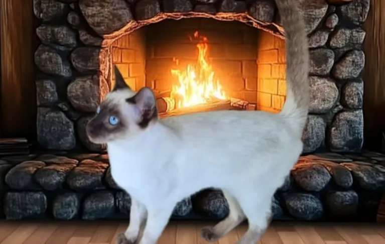 Siamese Kittens For Sale in Australia