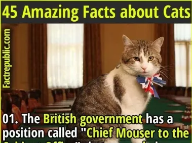 45 Amazing Facts about Cats