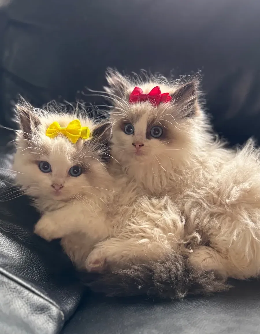 Why Are Ragdoll Cats So Expensive?