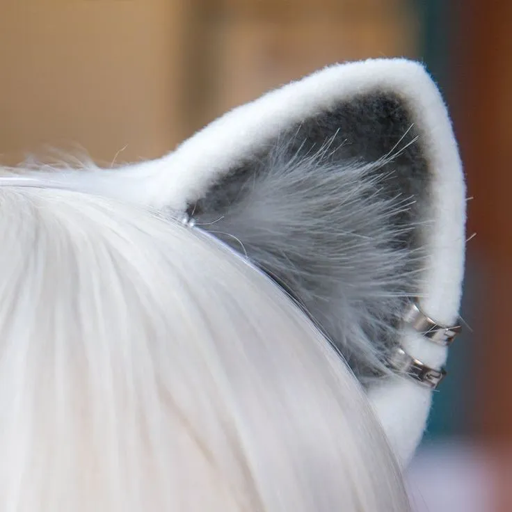 Cat Ear Problems & Cleaning Tips Feline Ear Health Guide