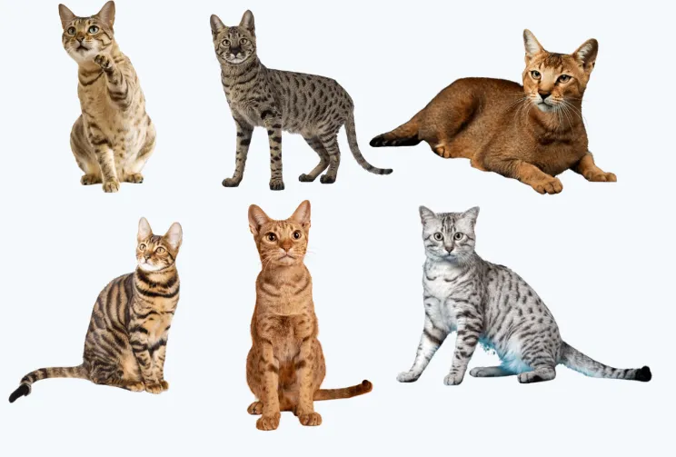 Legal Exotic Cat Breeds 15 Fascinating Cats You Can Welcome Into Your Home