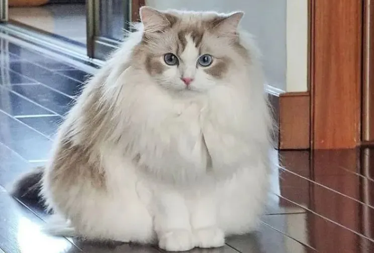 Ragdoll Cat Care Guide Traits, Health, Grooming Tips