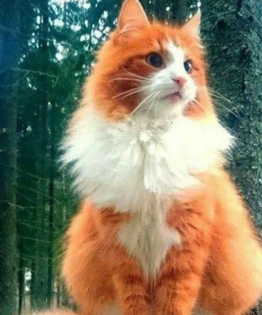 10 Fascinating Facts About the Norwegian Forest Cat