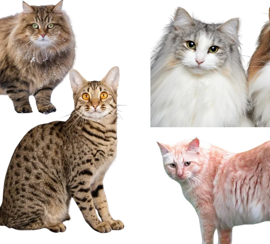 10 Biggest Domestic Cat Breeds And What to Know Before Adopting One