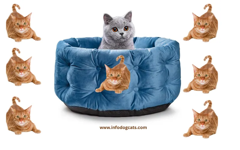 The ClevaHome Deep Nest Cat Bed Review: Why Indoor Cats and Small Pets Love This Cozy Retreat